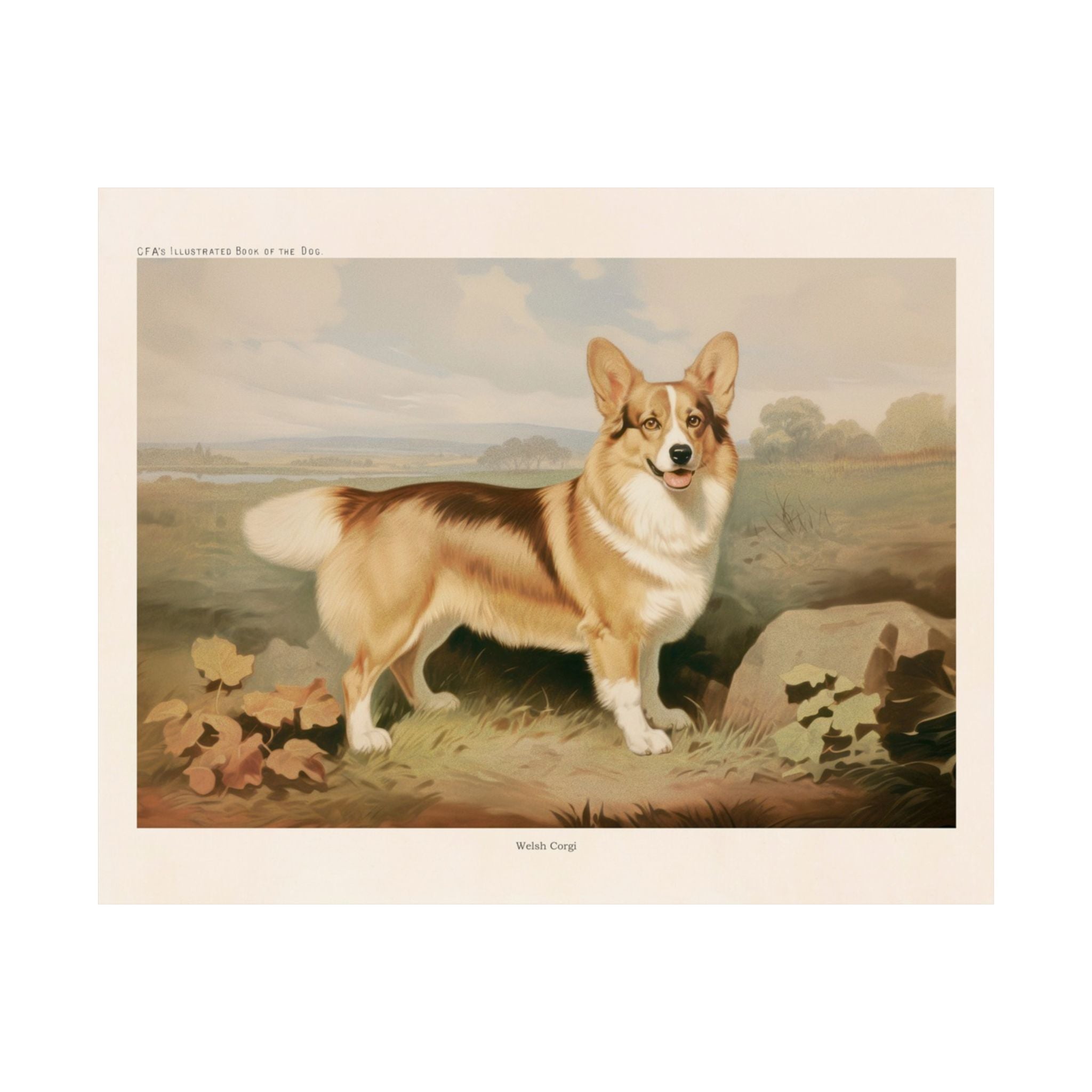 Welsh Corgi 3- CFA Edition