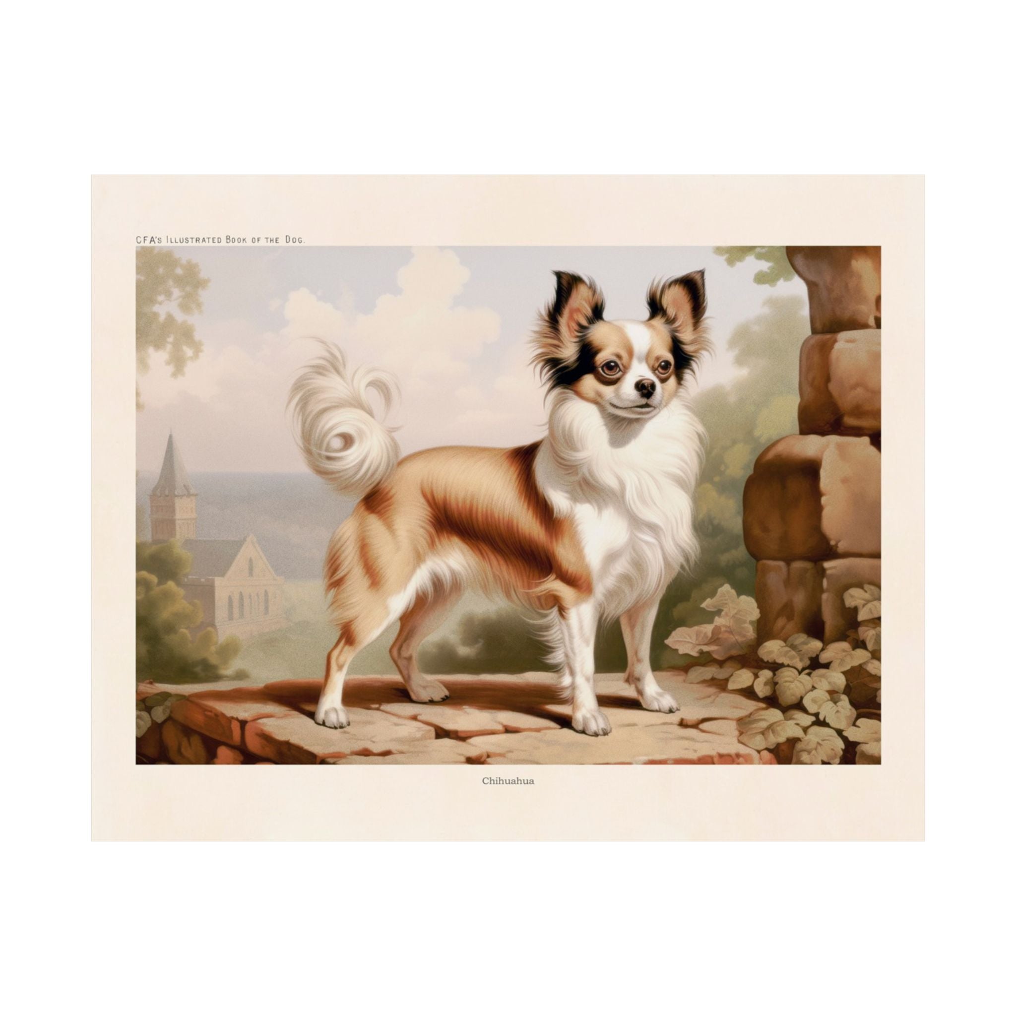 Chihuahua 3- CFA Edition