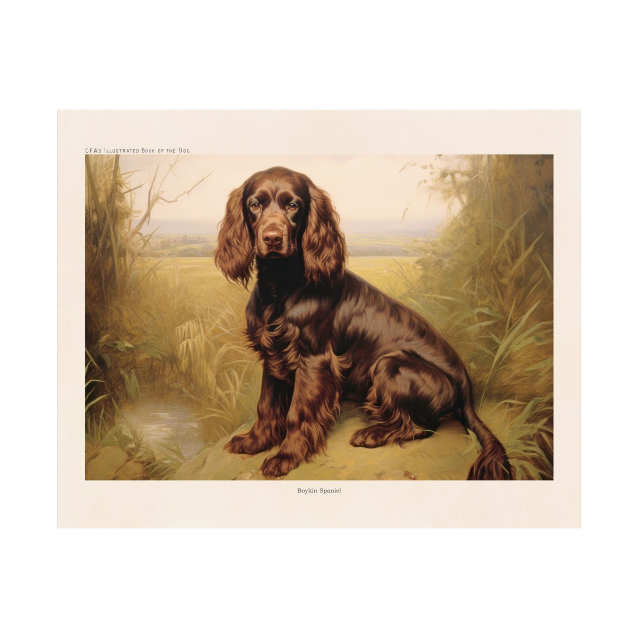 Boykin Spaniel 2- CFA Edition