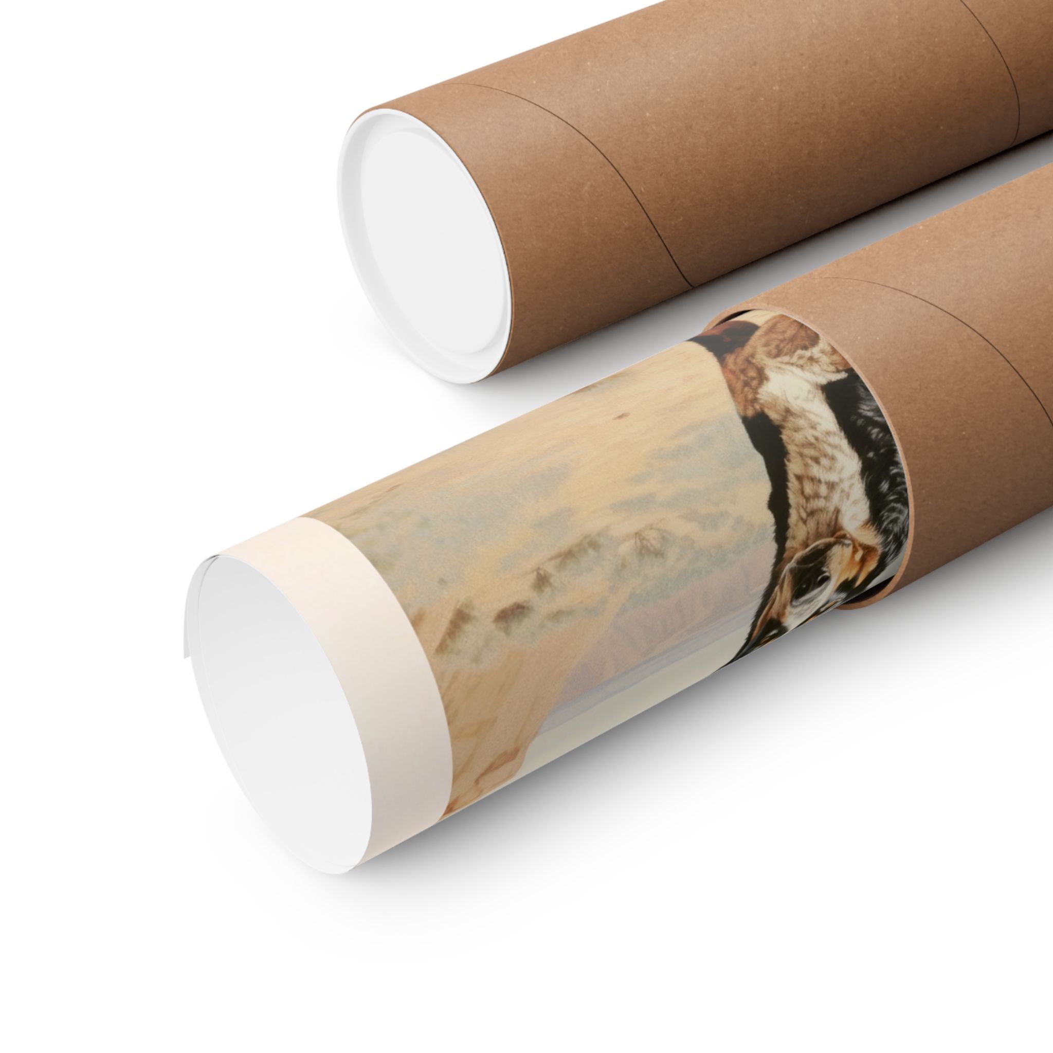 Australian Cattle Dog 3- CFA Edition