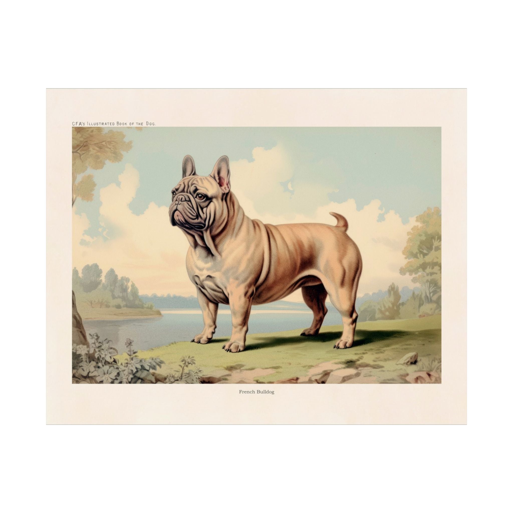 French Bulldog 2- CFA Edition