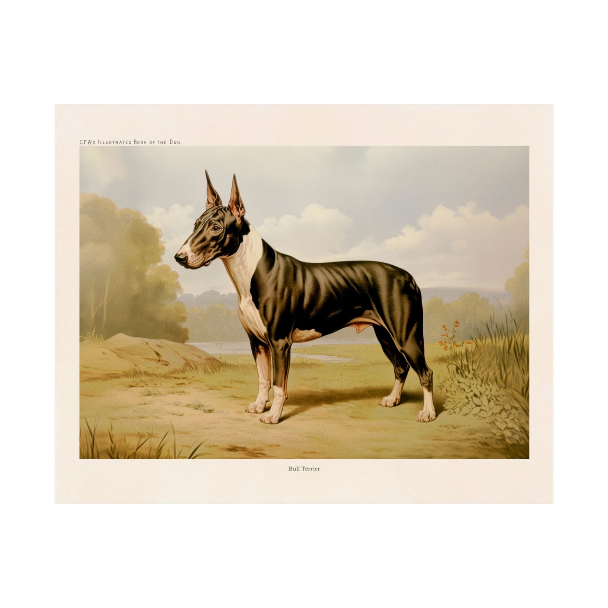 Bull Terrier 2- CFA Edition