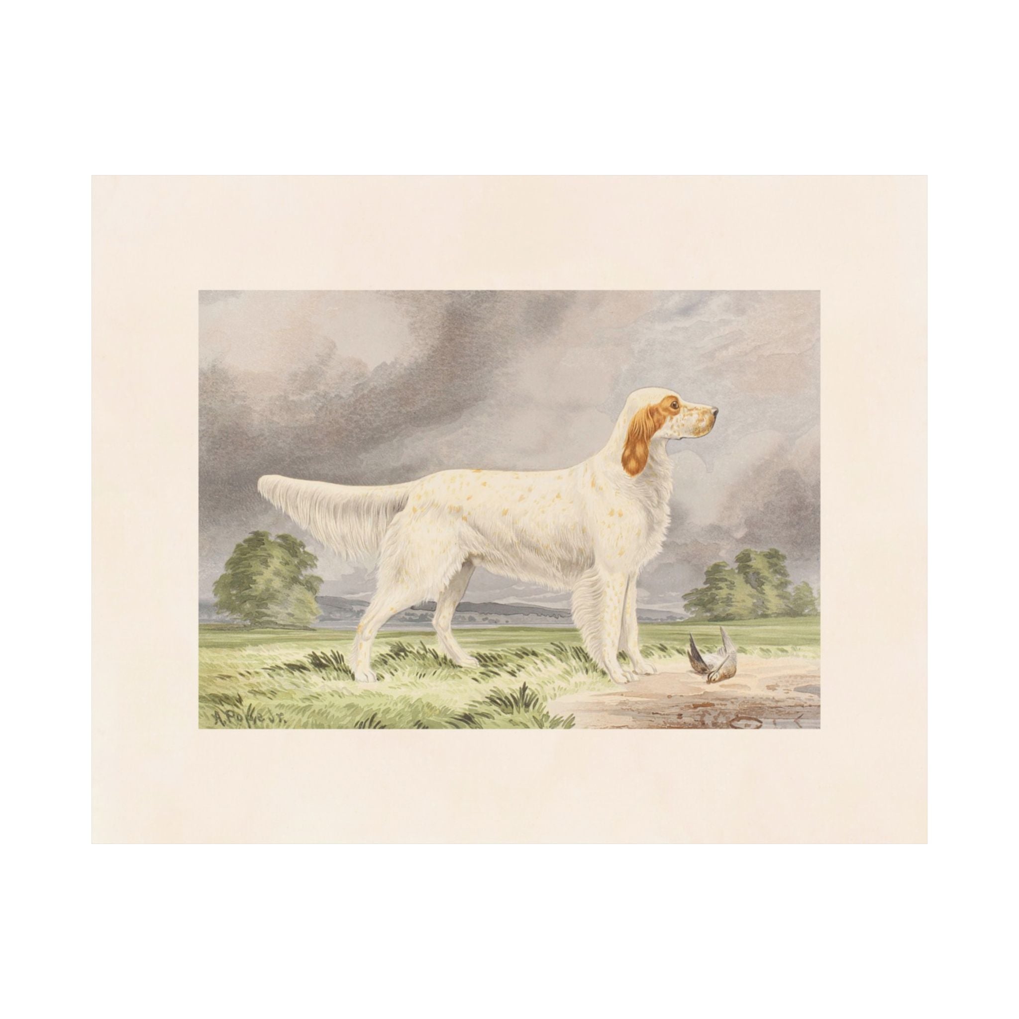 Llewellin Setter Dog- Pope Collection