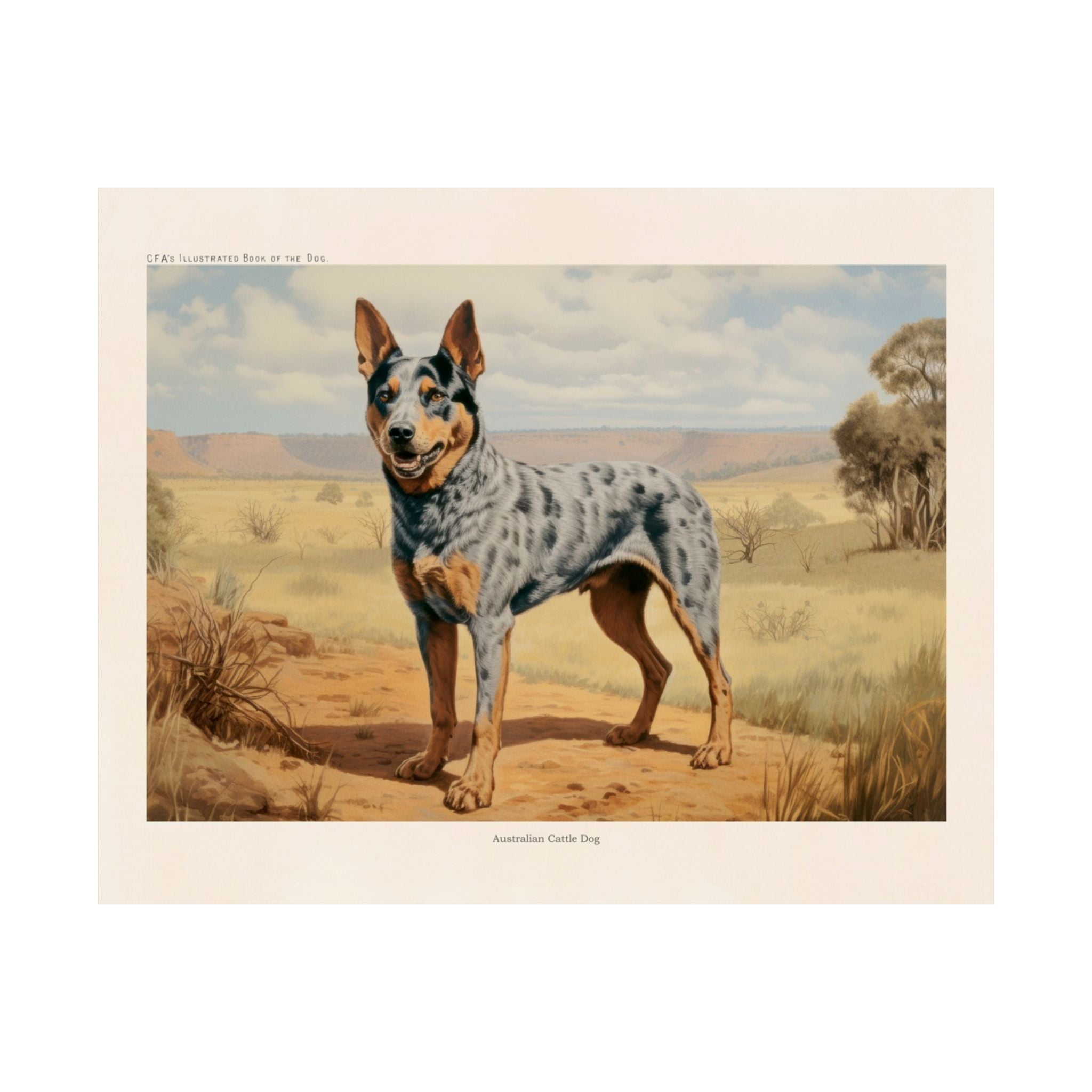 Australian Cattle Dog 1- CFA Edition