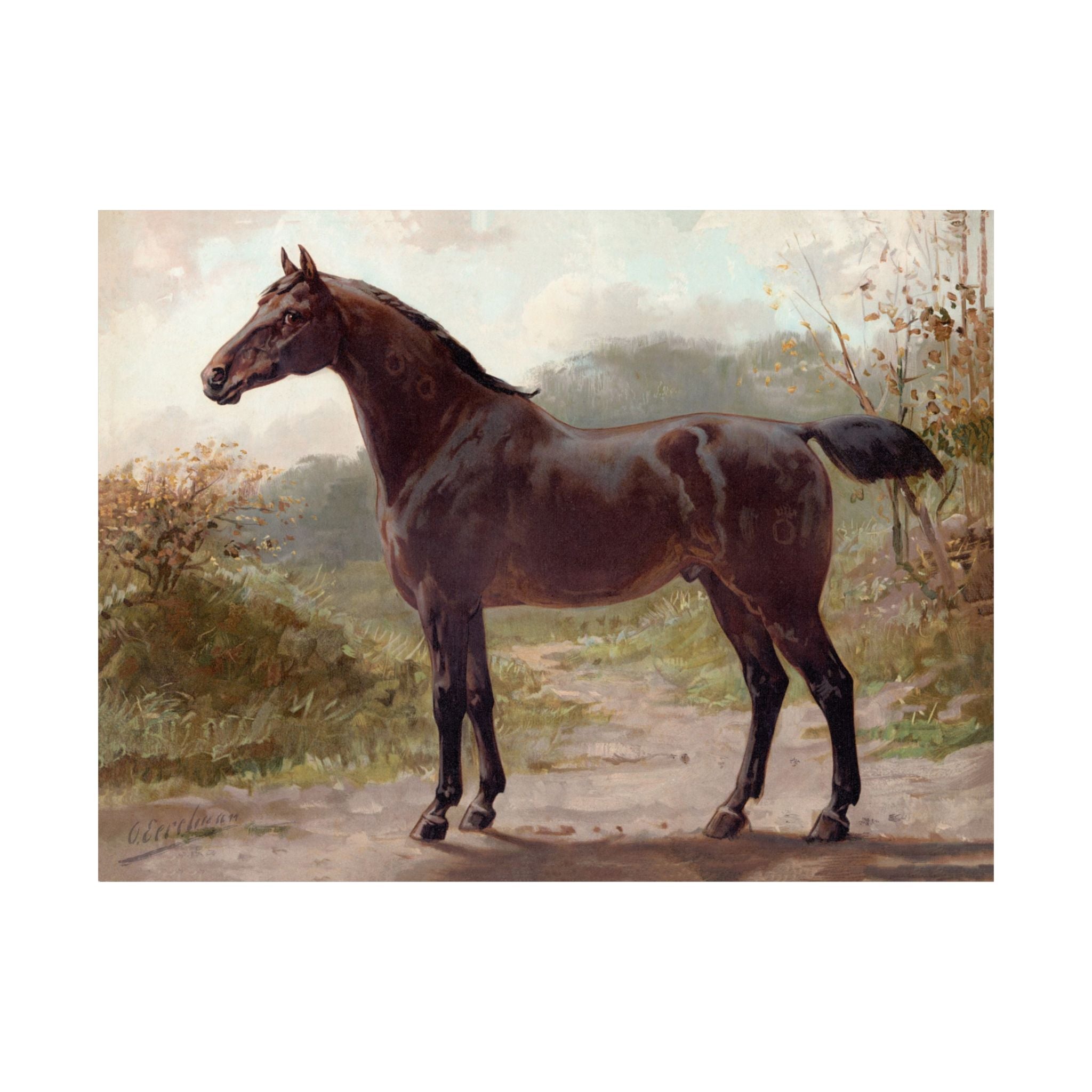 Oldenburger Horse- Eerelman Collection