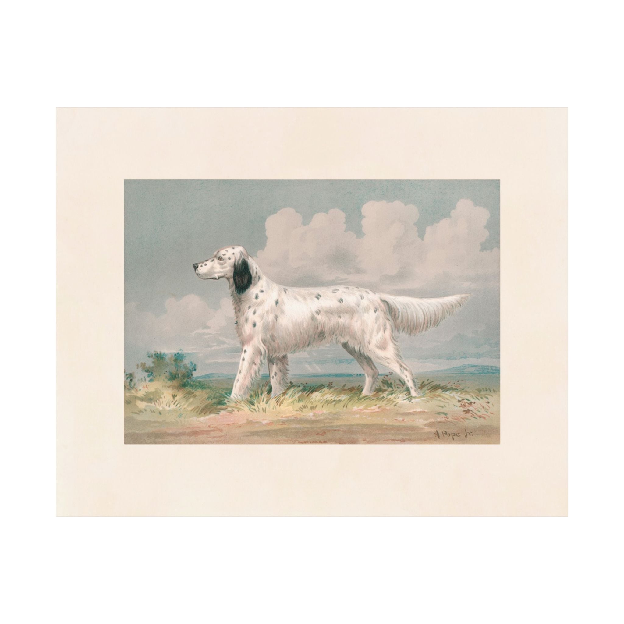 Llewellin Setter- Pope Collection