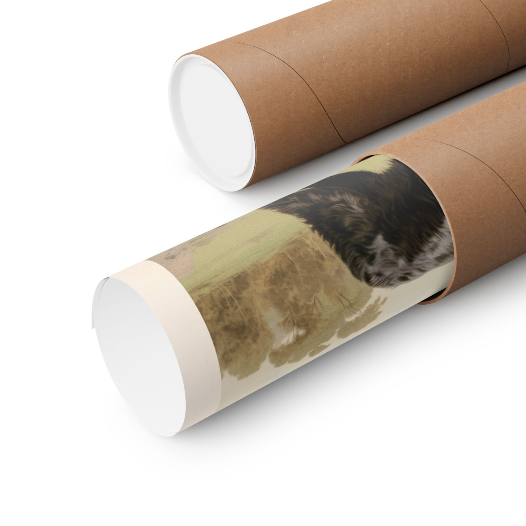 Bernedoodle 1- CFA Edition