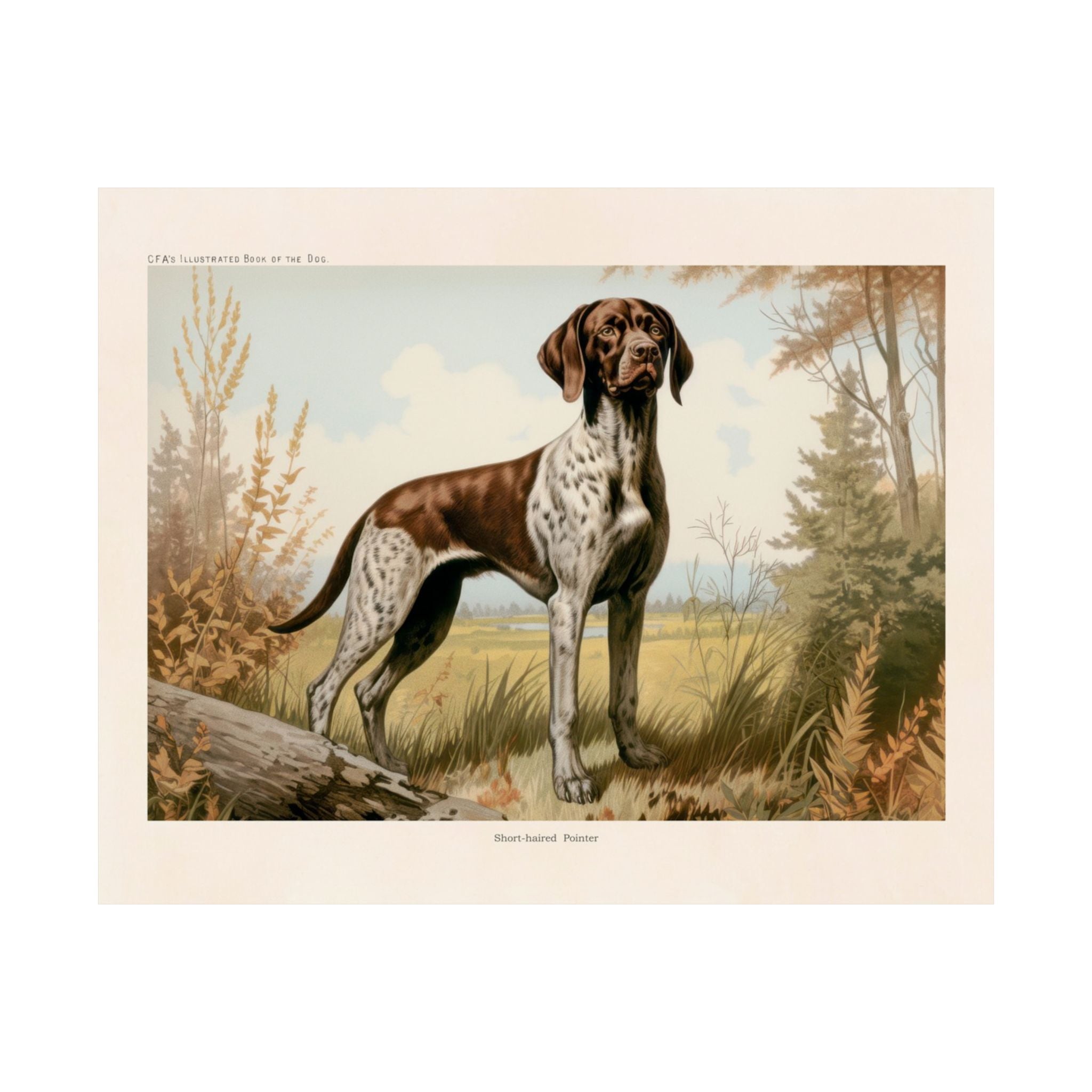 Short-Haired Pointer- CFA Edition