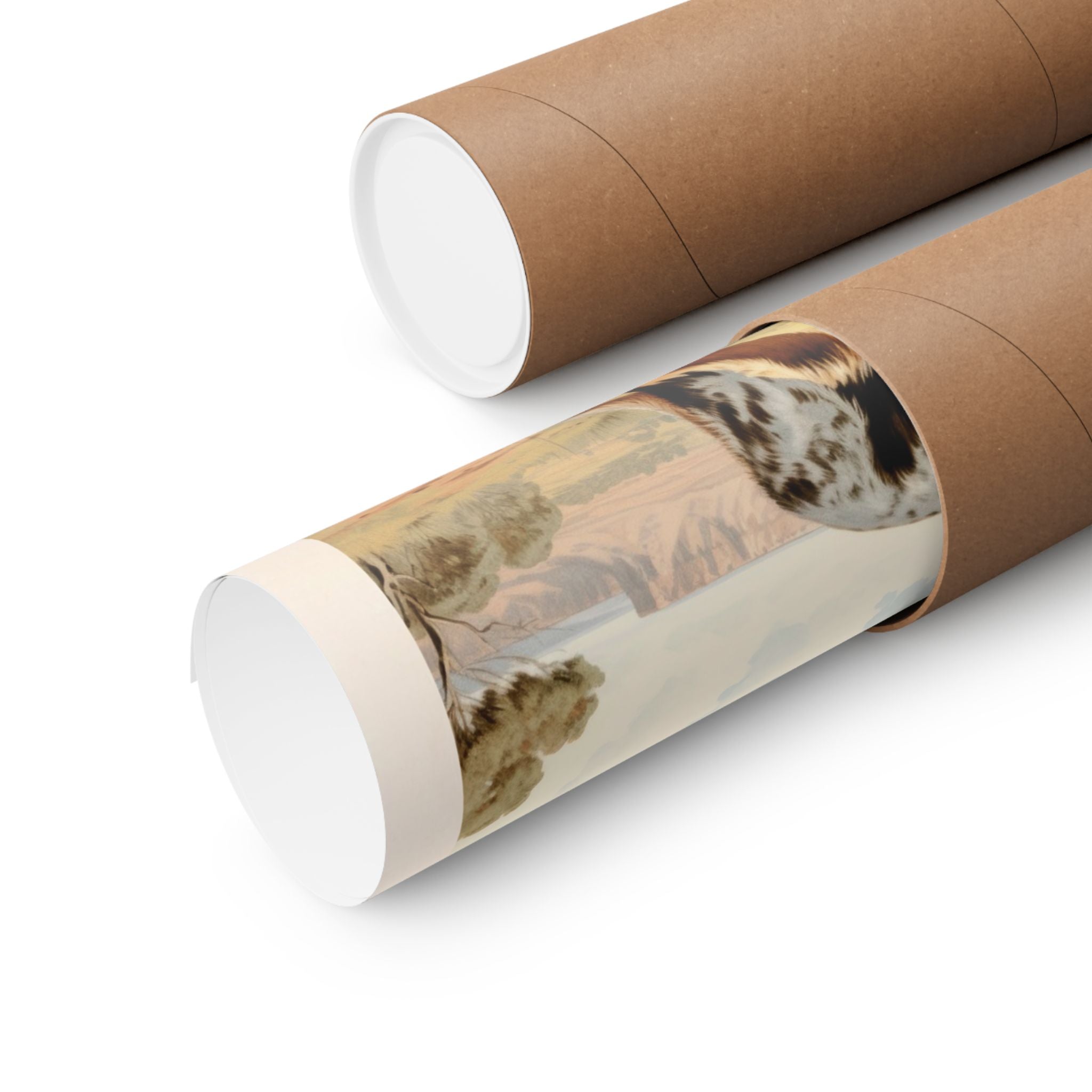 Australian Cattle Dog 2- CFA Edition