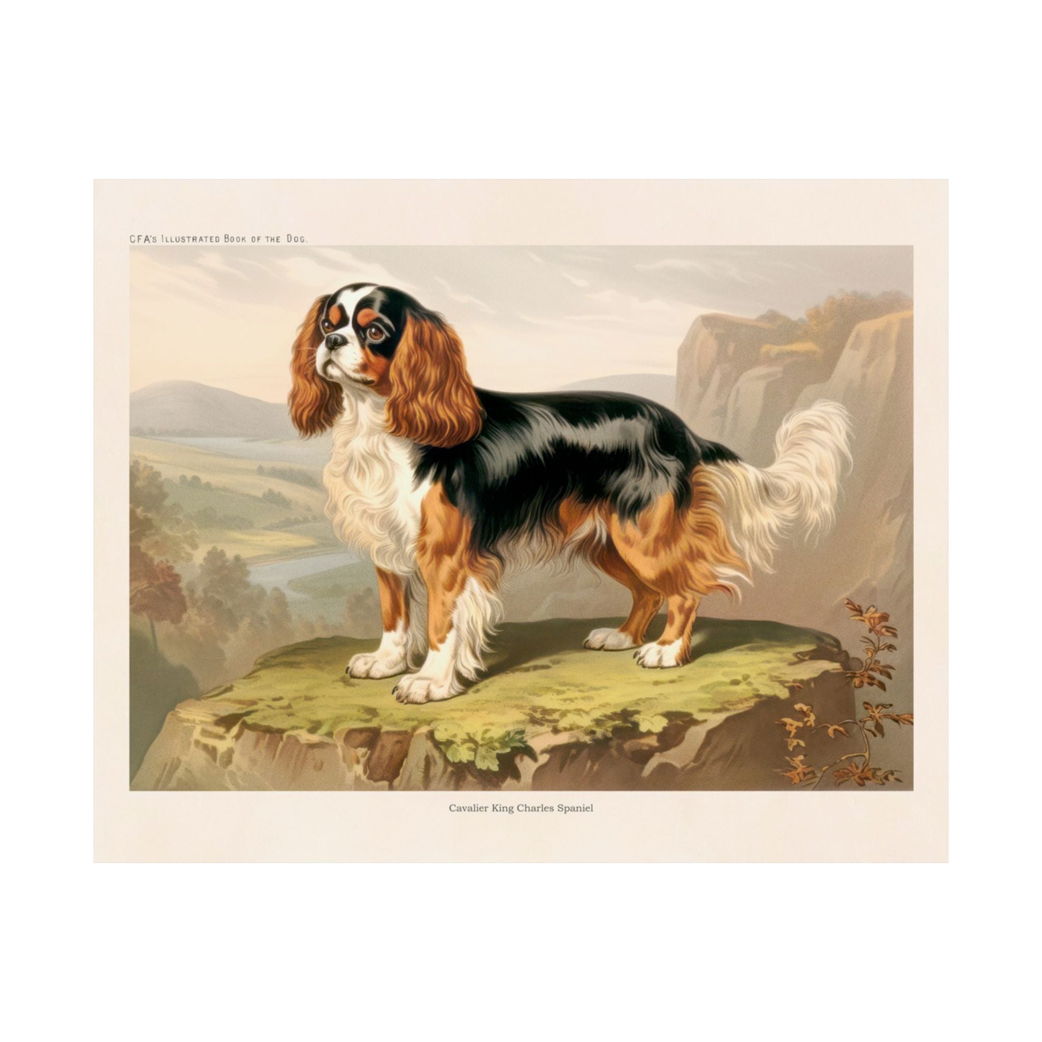 Cavalier King Charles Spaniel 1- CFA Edition