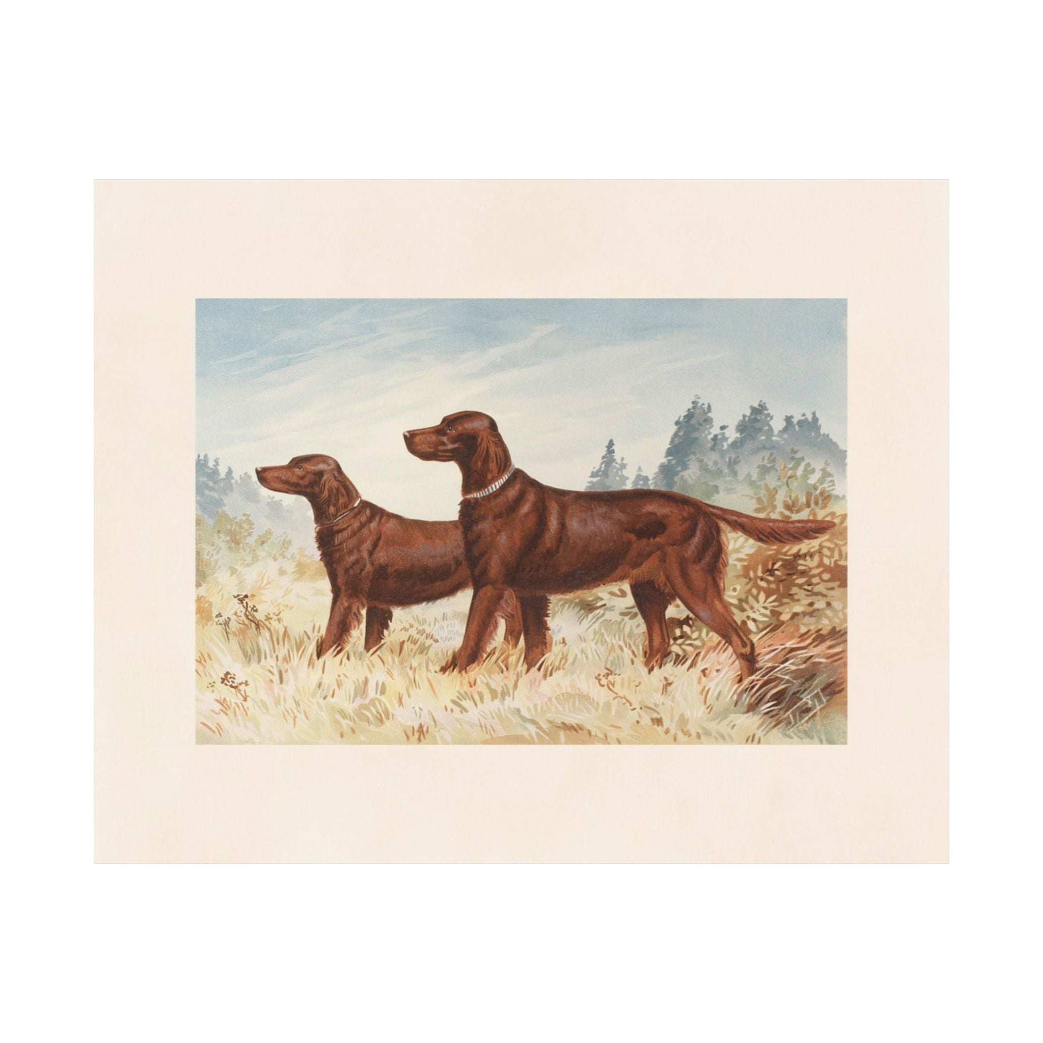 Champion Red Irish Setters- Pope Collection