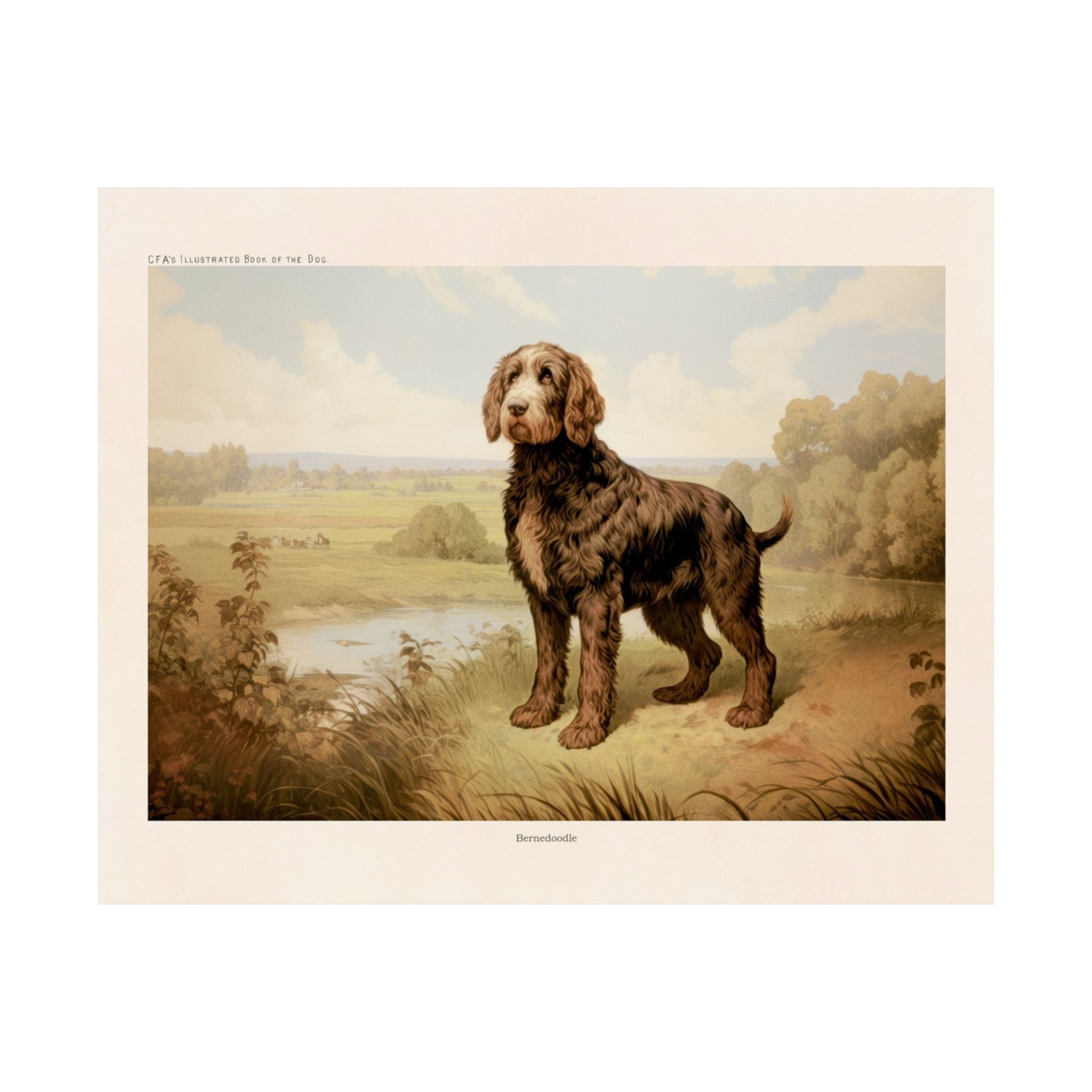 Bernedoodle 2- CFA Edition