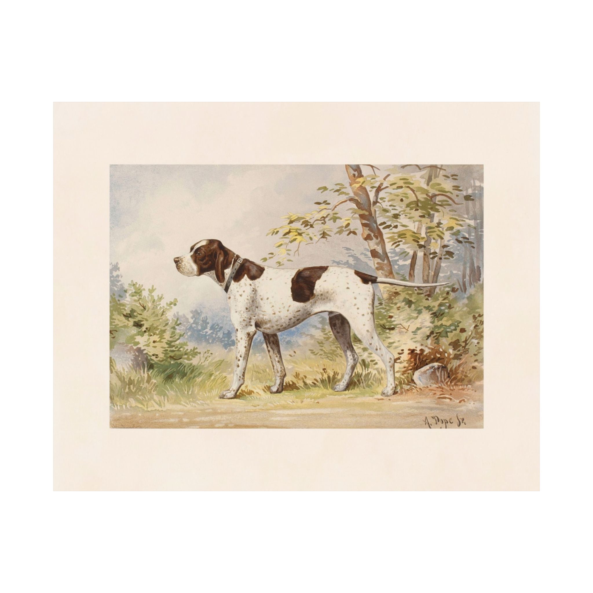 Imported Champion Pointer- Pope Collection