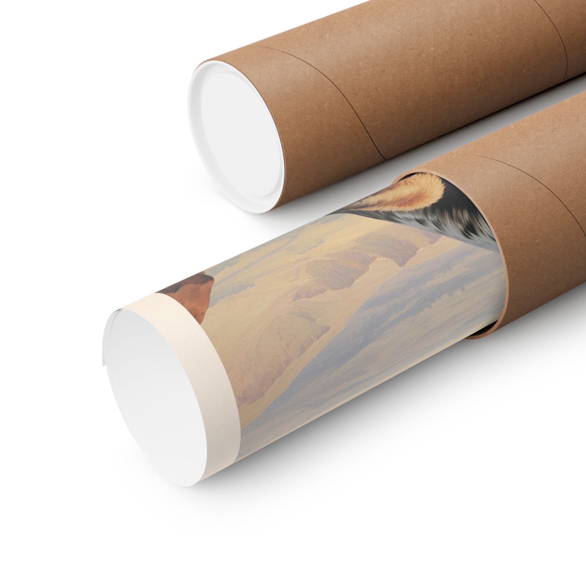 Australian Shepherd Dog- CFA Edition