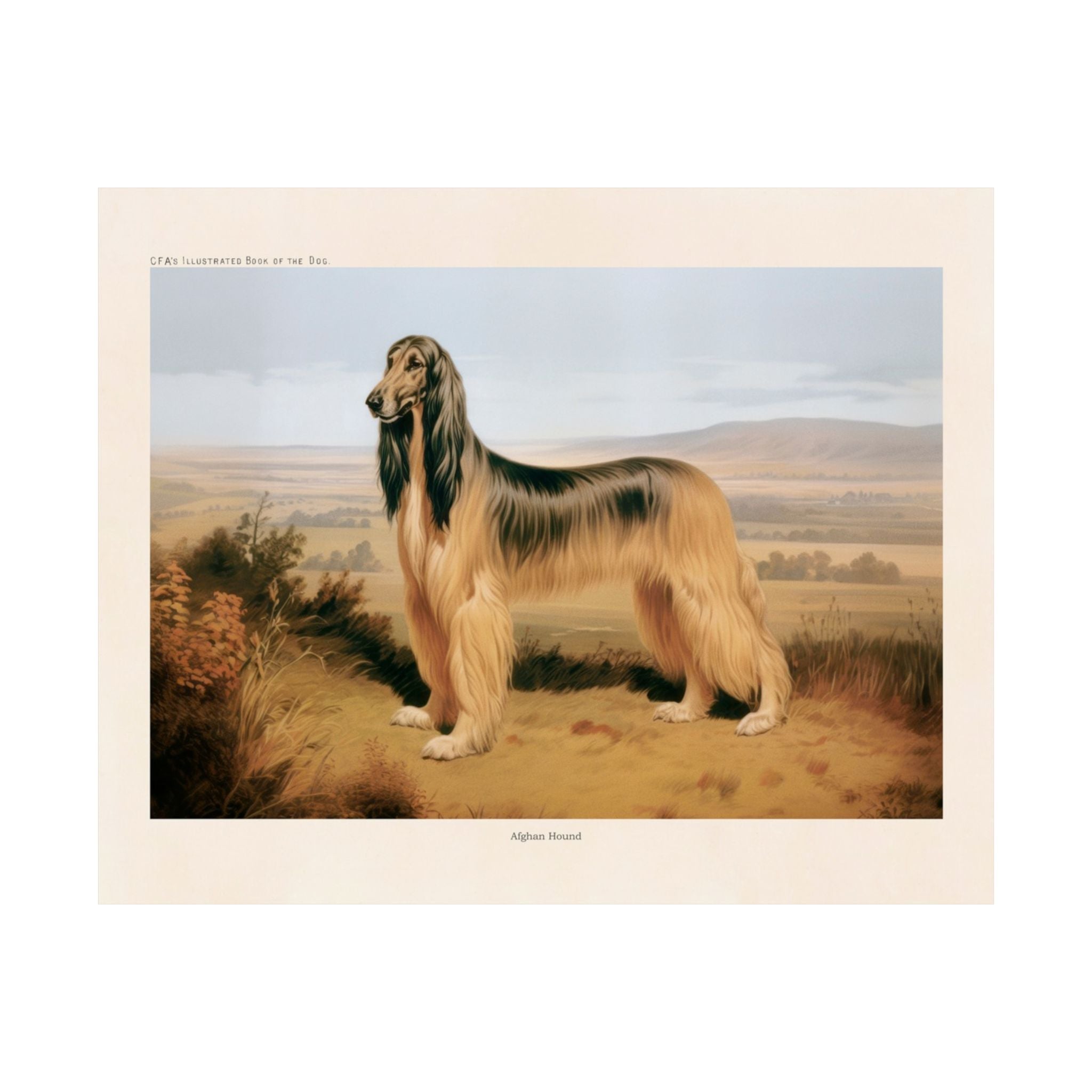 Afghan Hound- CFA Edition