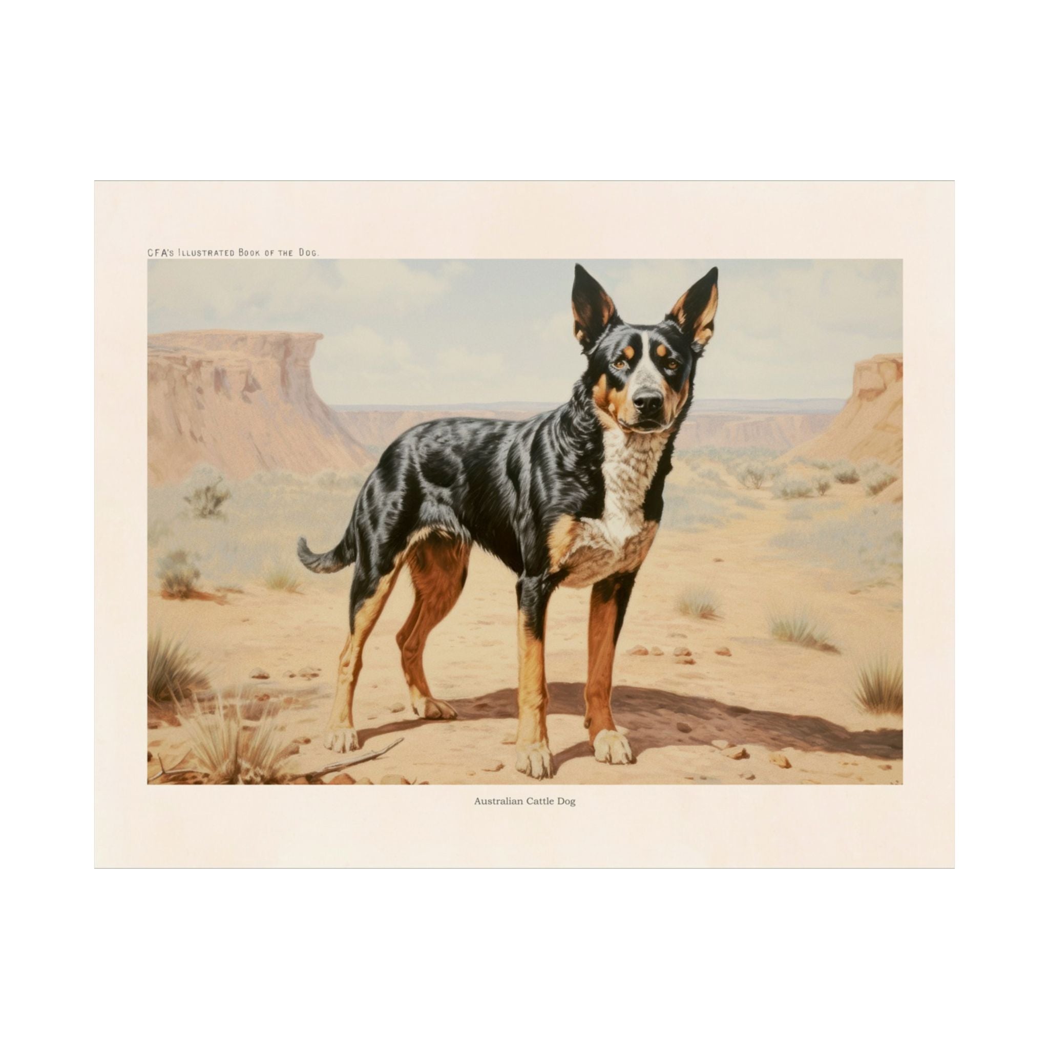 Australian Cattle Dog 3- CFA Edition
