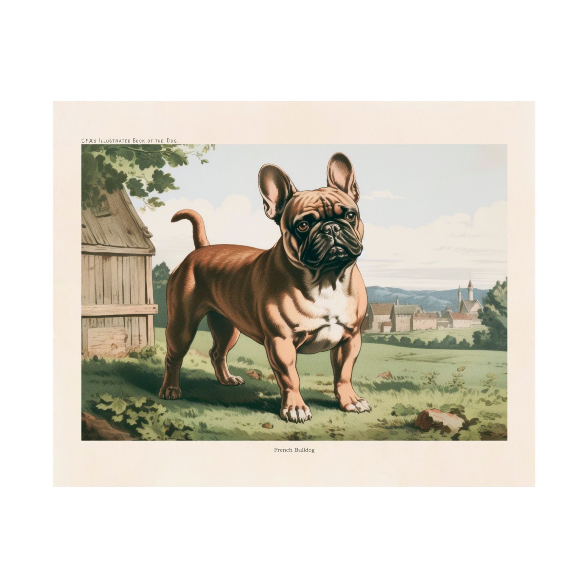 French Bulldog 4- CFA Edition