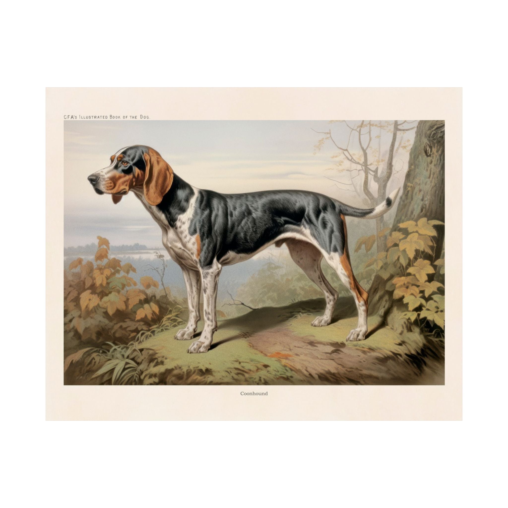 Coonhound- CFA Edition